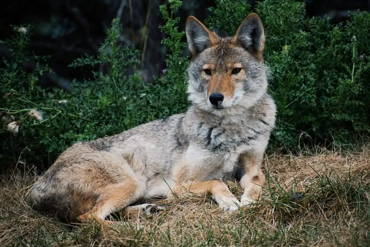 Coyote tirado en la hierba