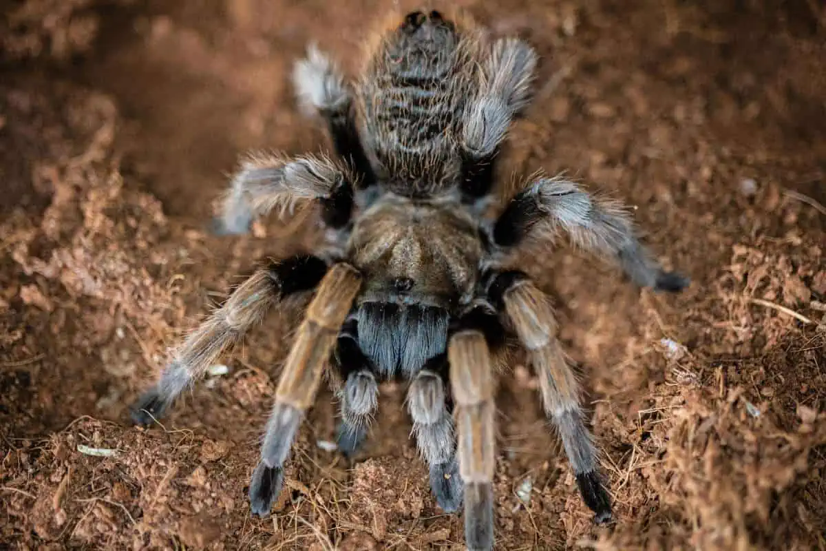 Tarántula de chocolate de Arkansas