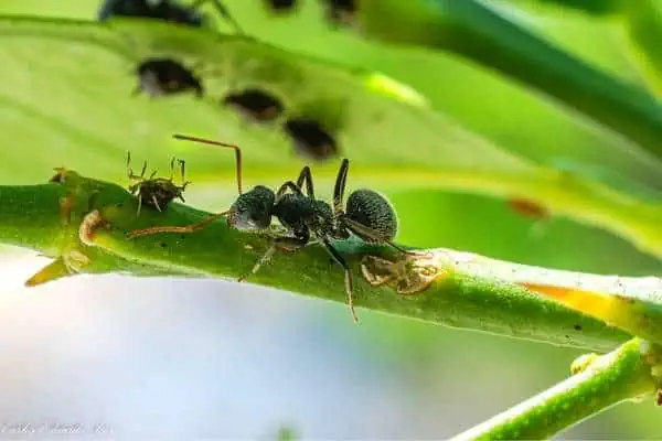 Hormiga de jardín negra en plantas