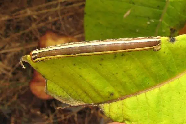 Oruga de jardín rayada sobre una hoja