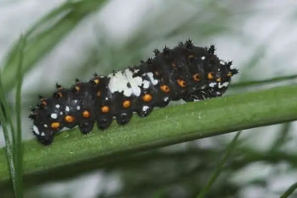 Oruga cola de golondrina negra