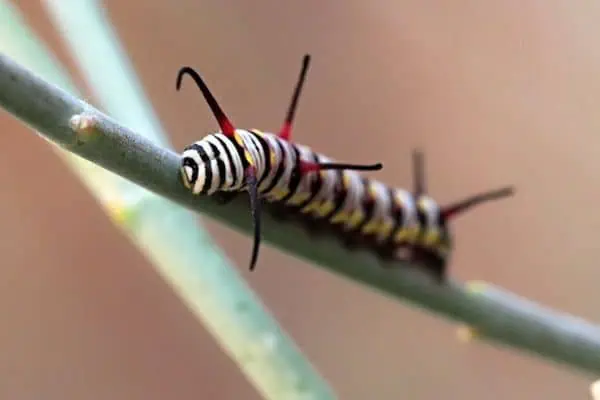 oruga de la mariposa reina