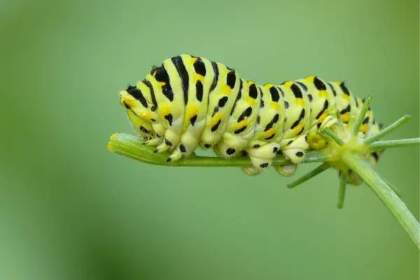 Oruga cola de especie del viejo mundo en el tallo