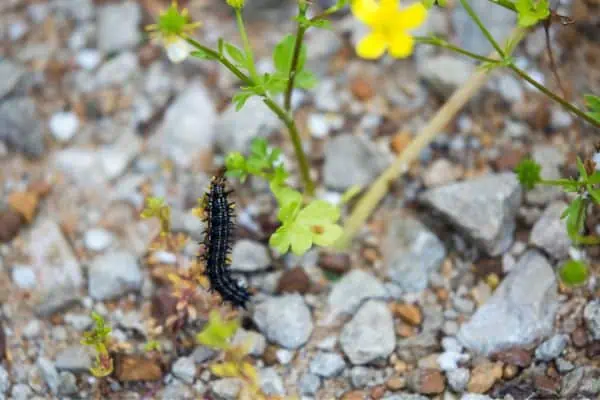 Oruga de la mariposa castaño de indias común