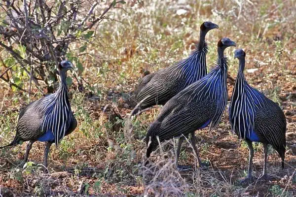 gallinas de guinea vulturinas