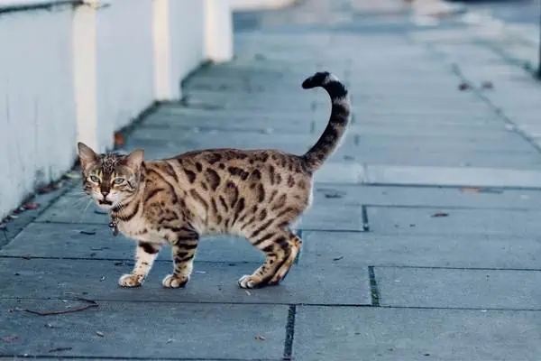 Gato de Bengala en el pavimento