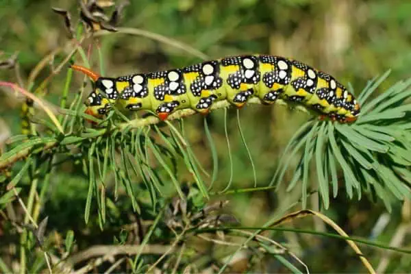 Oruga de la polilla halcón Spurge
