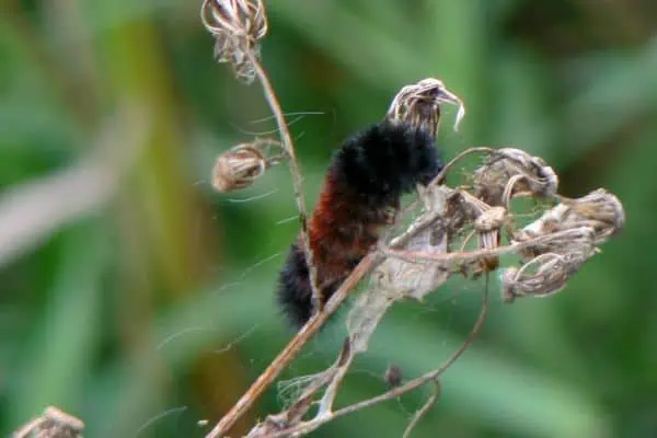 Oruga del oso lanudo con bandas