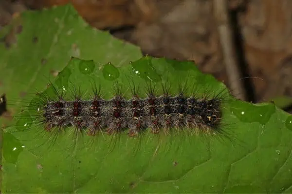 Polilla gitana europea