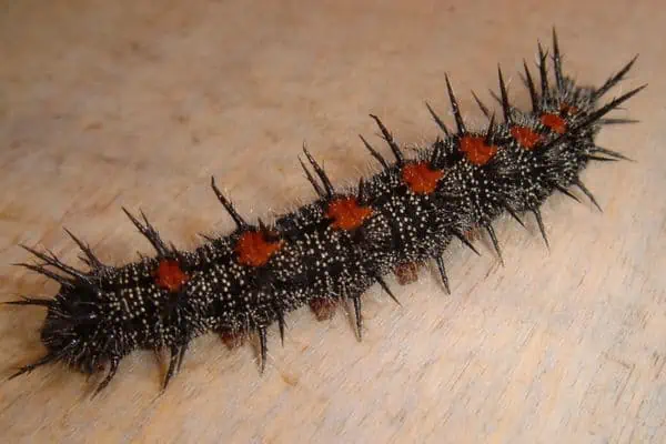 Oruga del olmo espinoso