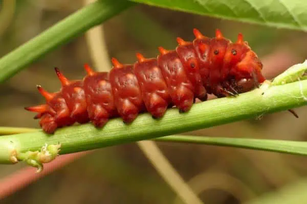 oruga de cola de golondrina