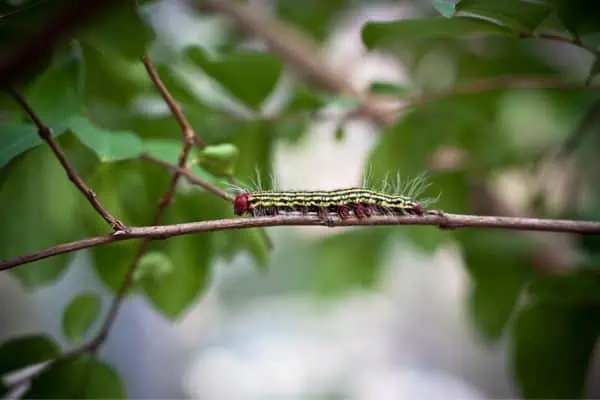 Oruga de azalea