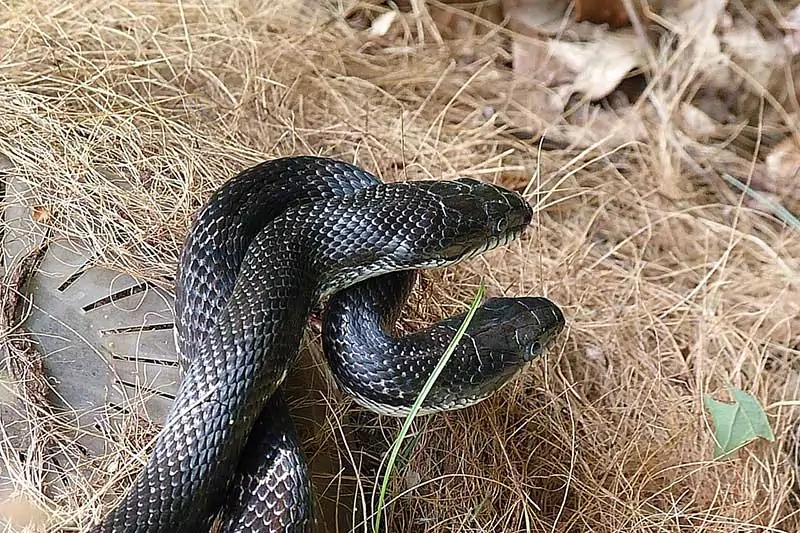 serpientes rata negra