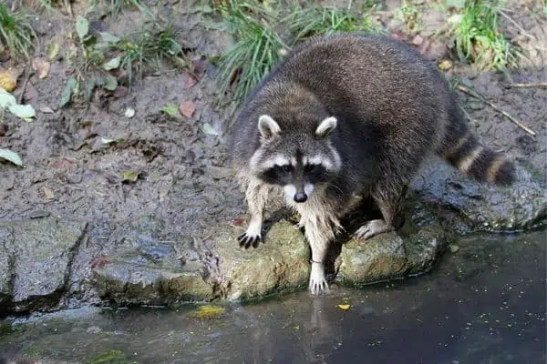 Mapache en la orilla del río