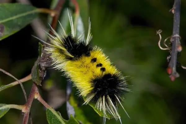 Oruga de la polilla de matas manchadas de amarillo