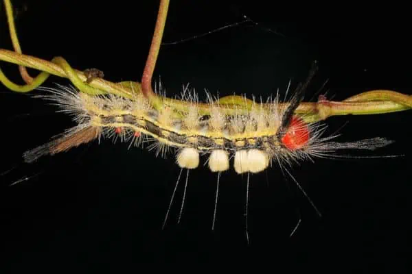 polilla de matas marcada en blanco