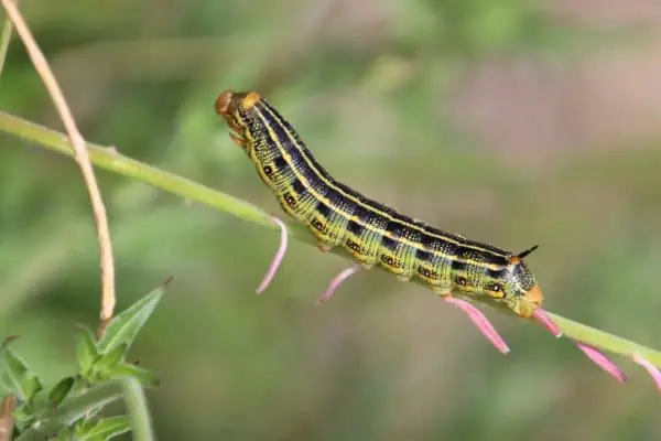 Oruga de la polilla esfinge forrada de blanco