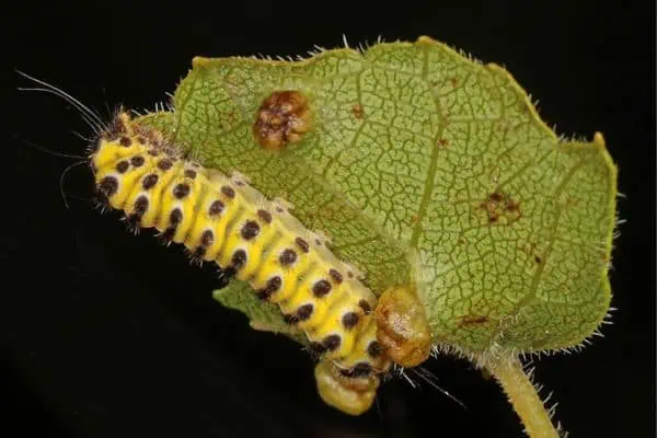 Oruga esqueletizadora de hoja de parra