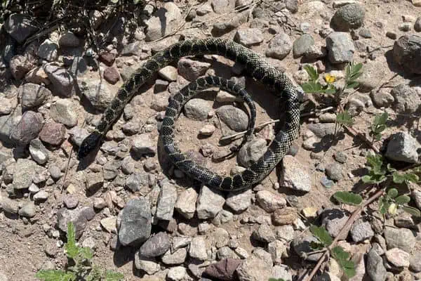 Serpiente real del desierto