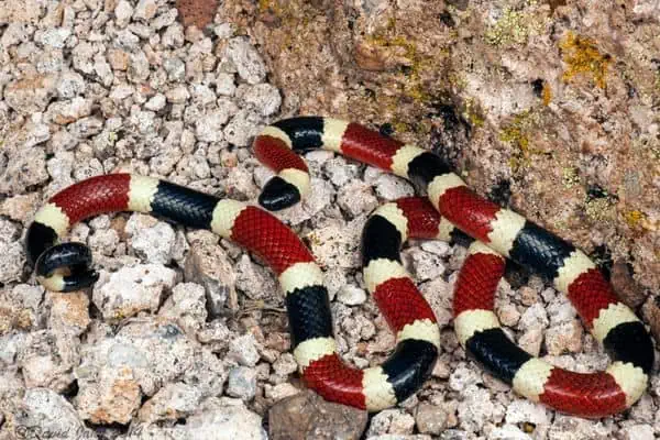 Serpiente coralina occidental