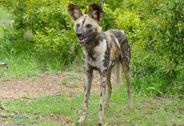 perro salvaje africano