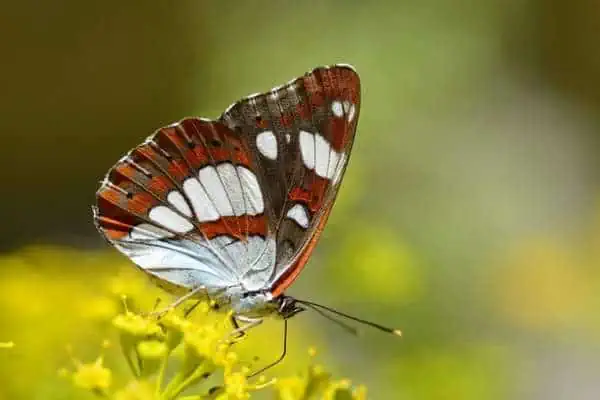 Almirante blanco del sur sobre flor amarilla