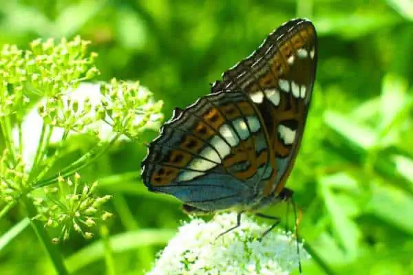 Almirante de álamo sobre flor blanca.