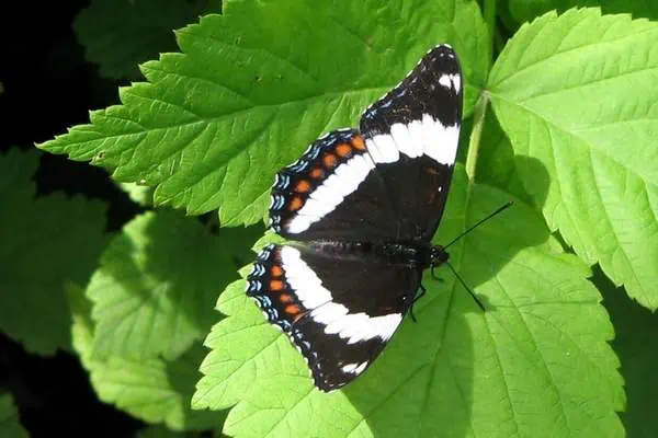 Mariposa almirante blanca sobre una hoja