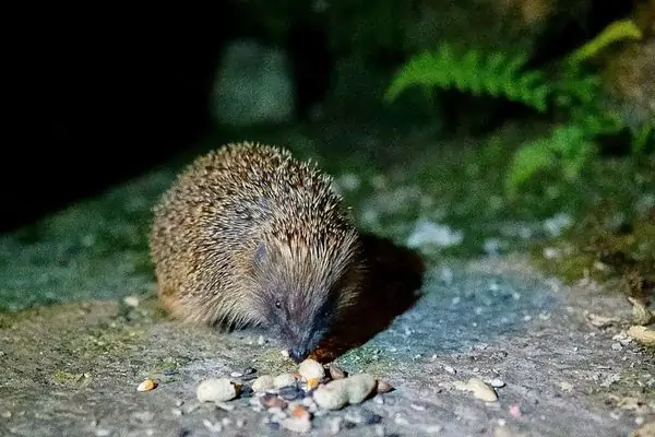 Erizo en la noche