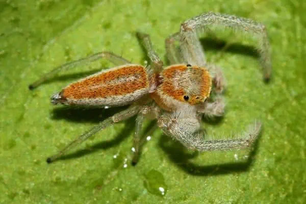 araña saltarina de mandíbula blanca