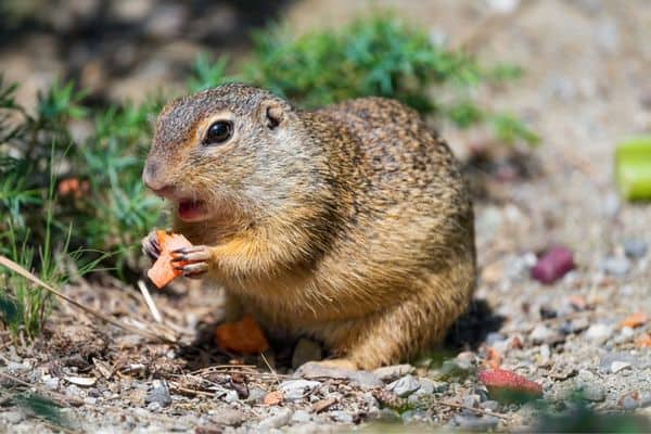 Ardilla terrestre comiendo zanahoria