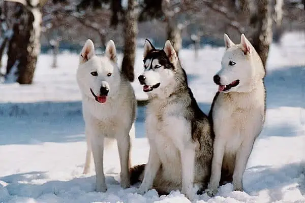 Familia de husky siberiano