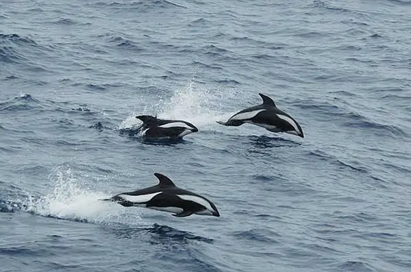 Delfines de reloj de arena
