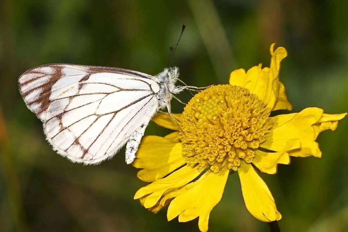 Mariposa de pino blanco