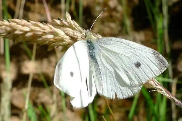 Mariposa de col blanca