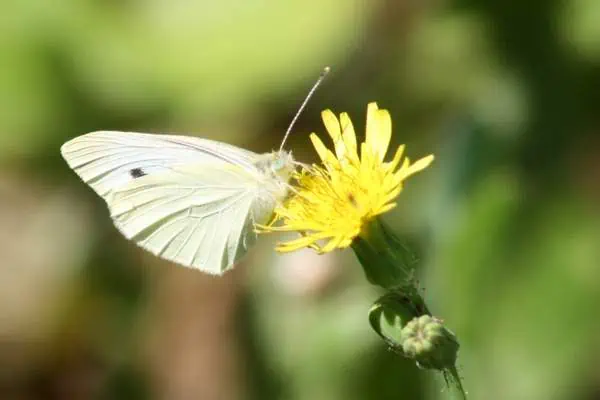 Mariposa blanca mostaza sobre una flor