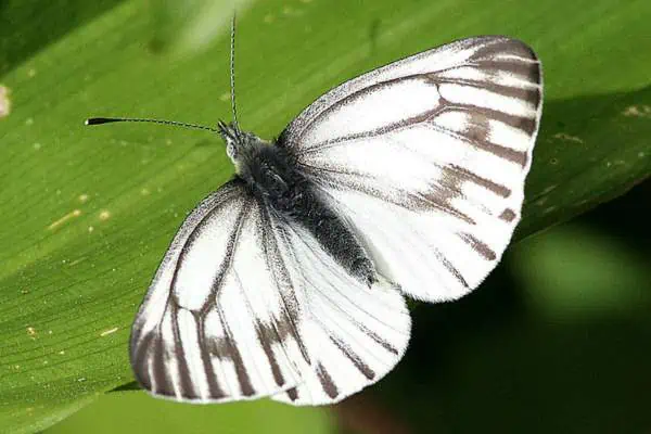 Pino chiricahua blanco en suelo húmedo