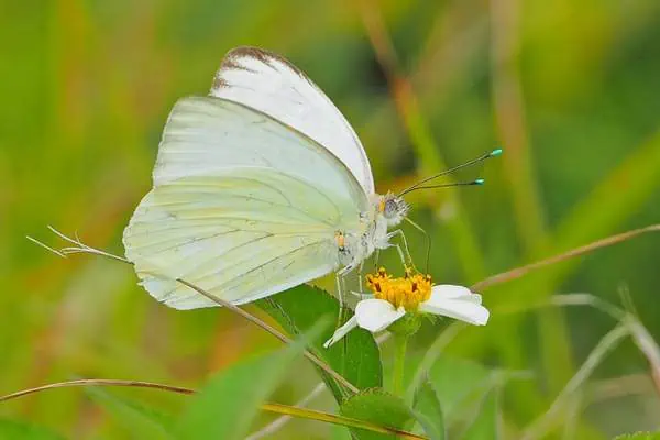 Gran blanco sureño sobre flor amarilla.