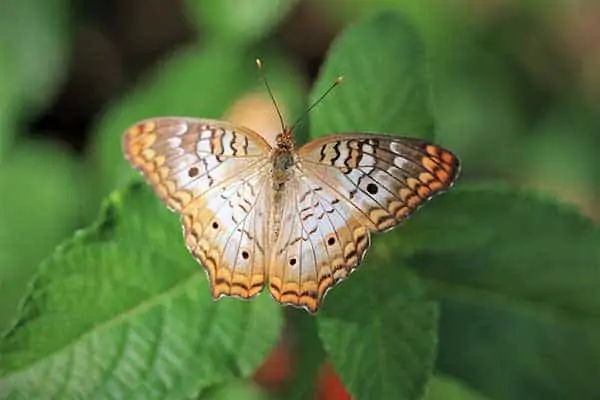 Mariposa pavo real blanca