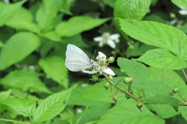 Mariposa blanca de virginia occidental