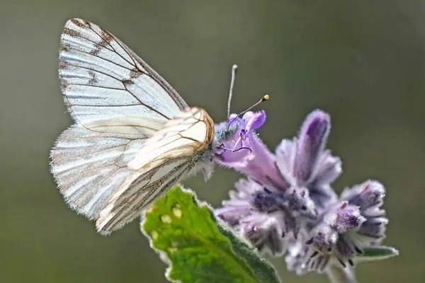 Blanco primaveral alimentándose de néctar