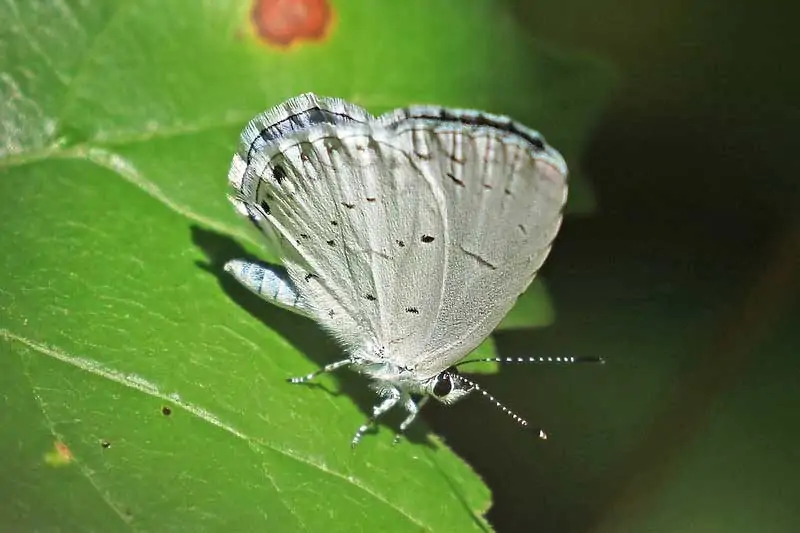 Mariposa azul de verano en una hoja