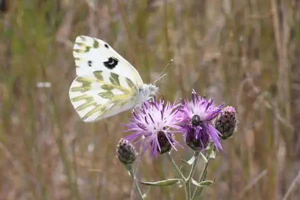 Blanco de Becker sobre flor morada.