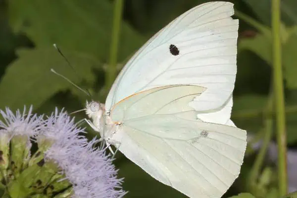 Blanco gigante posado sobre una flor