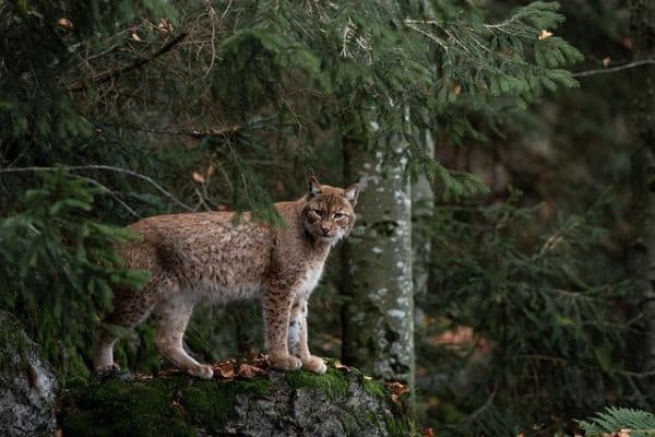 Lince en la selva