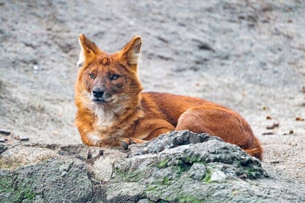 Dhole sentado sobre una roca