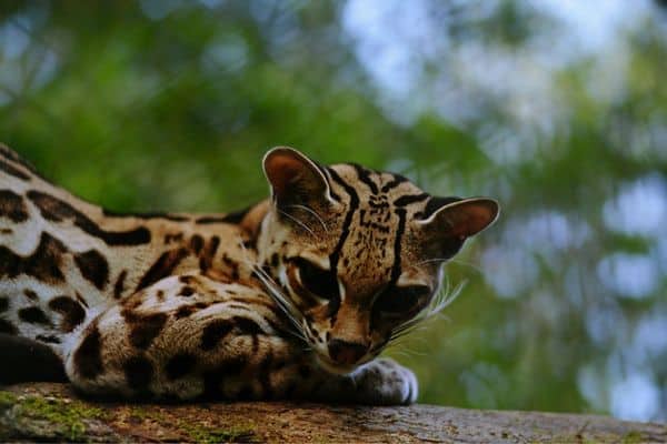 Margay estaba mirando hacia abajo