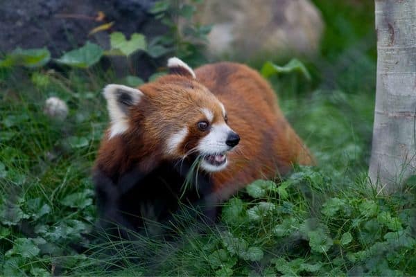 Panda rojo en el bosque