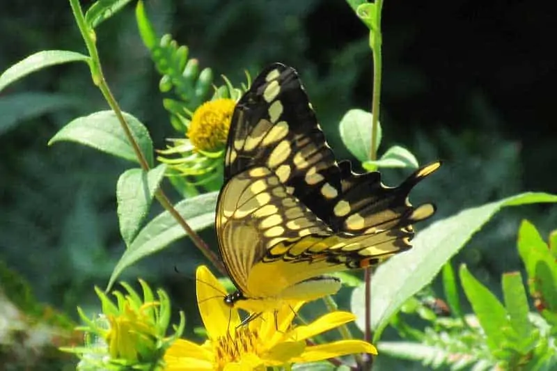 Mariposa cola de golondrina gigante