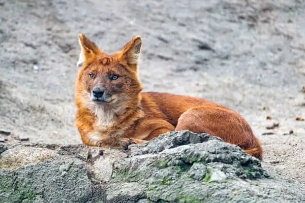 Dhole sentado sobre una roca